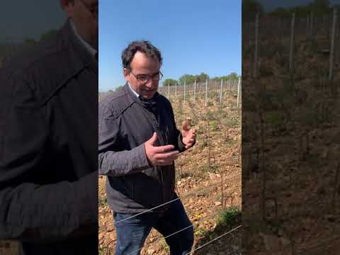 Quelques mots du vigneron